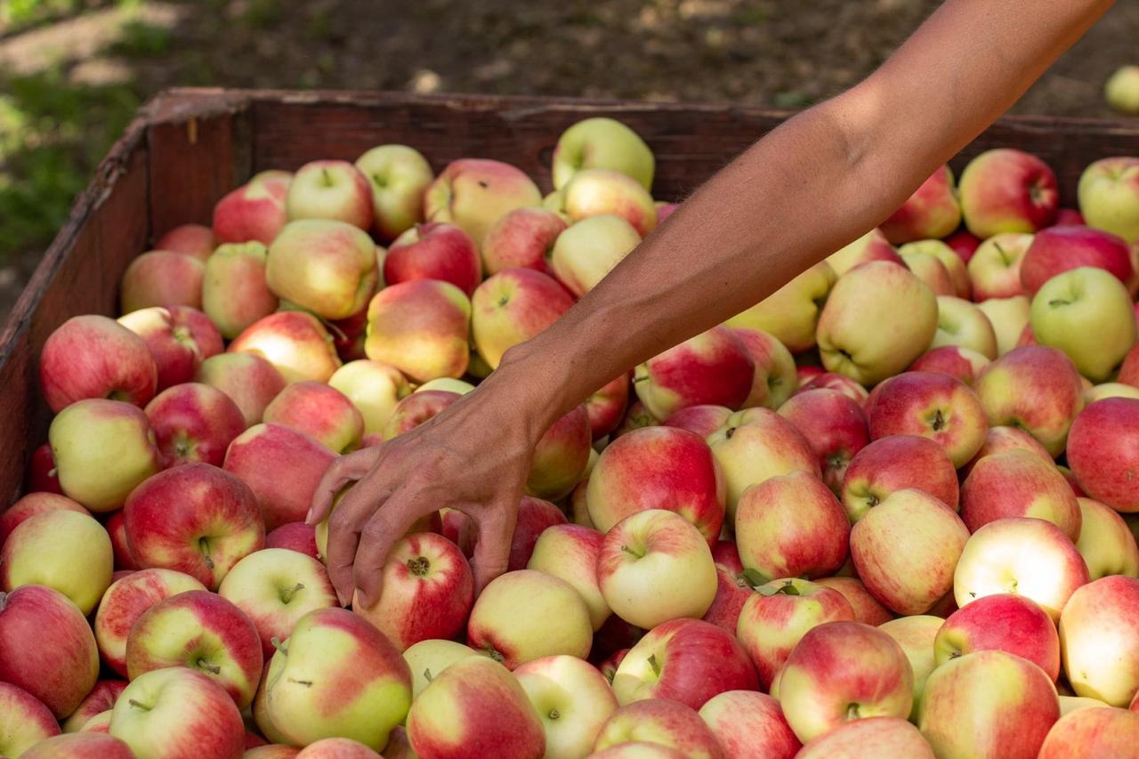 How it's made: Homemade apple juice