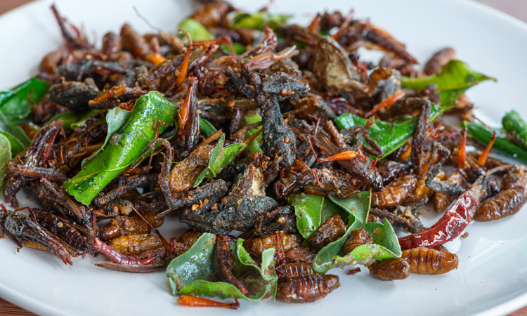 Insect recipes